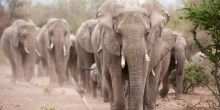 Mashatu Lodge, Mashatu Game Reserve, Botswana