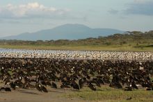 Lemala Ndutu Safari Camp, Serengeti National Park, Tanzania