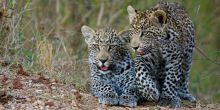 Simbavati River Lodge, Timbavati Game Reserve, South Africa