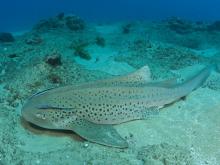 Leopard Shark- Rocktail Beach Camp, KwaZulu-Natal, South Africa Â© Anthony Grote