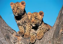 A pair of adorable leopard cubs at Londolozi Founders Camp, Sabi Sands Game Reserve, South Africa