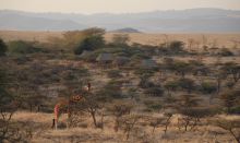 Lewa Safari Camp, Lewa Conservancy, Kenya