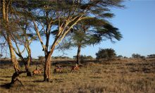 Lewa Safari Camp, Lewa Conservancy, Kenya