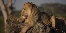 Lewa House, Lewa Conservancy, Kenya