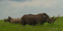 Lewa Conservancy - Rhinos are a highlight