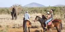 Elephant Encounter - Lewa Wilderness Lodge