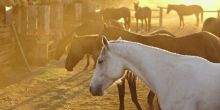 Horses - Lewa Wilderness Lodge