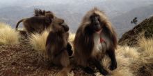 Limalimo Lodge Baboons