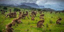 Limalimo Lodge Baboons