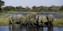 Elephants in the delta, Okavango Delta, Botswana