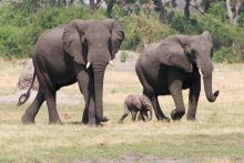 Elephants at Linyati Adventurer Camp, Linyati Wetlands, Botswana