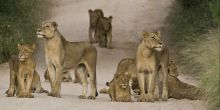 Sabi Sands Lions