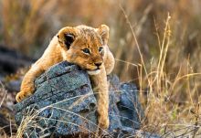 Lion Sands River Lodge, Sabi Sands Game Reserve, South Africa