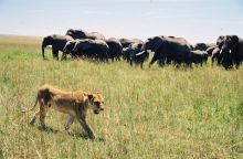 Lioness and elephant family