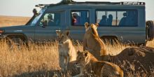 Lions at Sametu Camp, Serengeti National Park, Tanzania