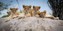 Lamai Serengeti, Serengeti National Park, Tanzania