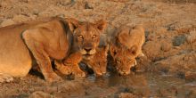 Kapamba Bush Camp, South Luangwa National Park, Zambia