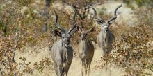 Little Ongava, Etosha National Park, Namibia Â© Dana Allen