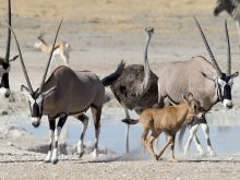 Little Ongava, Etosha National Park, Namibia Â© Dana Allen