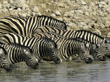 Little Ongava, Etosha National Park, Namibia Â© Dana Allen