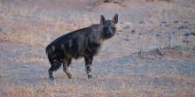 Little Kulala, Sossusvlei, Namibia