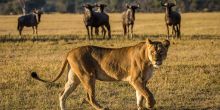 Little Makalolo, Hwange National Park, Zimbabwe