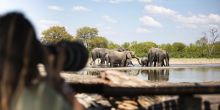 Little Makalolo, Hwange National Park, Zimbabwe