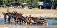 Little Makalolo, Hwange National Park, Zimbabwe