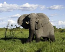 Elephant at Little Mombo, Moremi Camp Reserve, Botswana (Dana Allen)