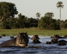 Hippo playground at Little Mombo, Moremi Camp Reserve, Botswana (Dana Allen)