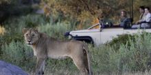 Lion spotting on a game drive at Little Mombo, Moremi Camp Reserve, Botswana (Dana Allen)