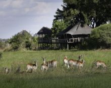 View of Little Mombo, Moremi Camp Reserve, Botswana (Dana Allen)