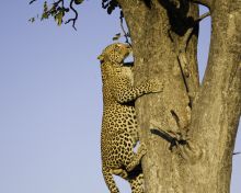 Leopard climbing, Little Vumbura, Okavango Delta, Botswana © Dana Allen