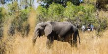 Elephant on Walking Safari