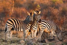 Londolozi Tree Camp, Sabi Sands Game Reserve, South Africa