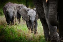 Londolozi Tree Camp, Sabi Sands Game Reserve, South Africa