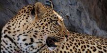 Londolozi Tree Camp, Sabi Sands Game Reserve, South Africa