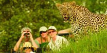 A thrilling encounter with a leopard during a game drive at Londolozi Varty Camp, Sabi Sands Game Reserve, South Africa