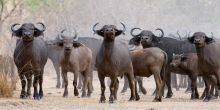 Selous Safari Camp, Selous National Park, Tanzania