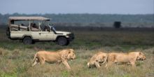 Kusini Camp, Serengeti National Park, Tanzania