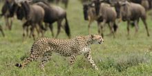 Kusini Camp, Serengeti National Park, Tanzania