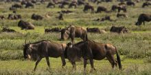 Ronjo Camp, Serengeti National Park, Tanzania