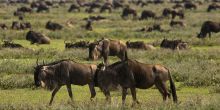 Kusini Camp, Serengeti National Park, Tanzania