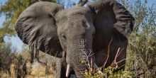 Machaba Camp Elephant