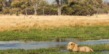 Machaba Camp Lion