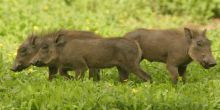 Machaba Camp warthogs