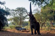 The Outpost Elephant Reaching into Pafuri Trees