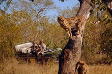 Mala Mala Rattrays Camp, Sabi Sands Game Reserve, South Africa