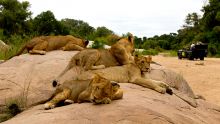 Mala Mala Sable Camp, Sabi Sand Game Reserve, South Africa