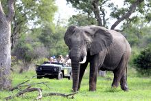 Mala Mala Sable Camp, Sabi Sand Game Reserve, South Africa